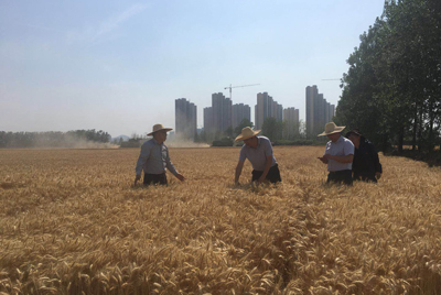 皖墾種業(yè)總經(jīng)理夏獻(xiàn)鋒赴淮南農(nóng)場(chǎng)、壽西湖農(nóng)場(chǎng)督導(dǎo)種子生產(chǎn)和午收夏種工作