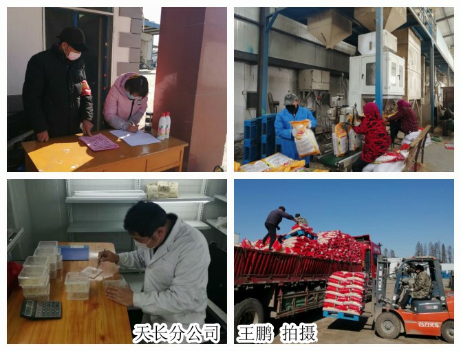 皖墾種業(yè)分公司戰(zhàn)疫情、抓生產(chǎn)、促經(jīng)營