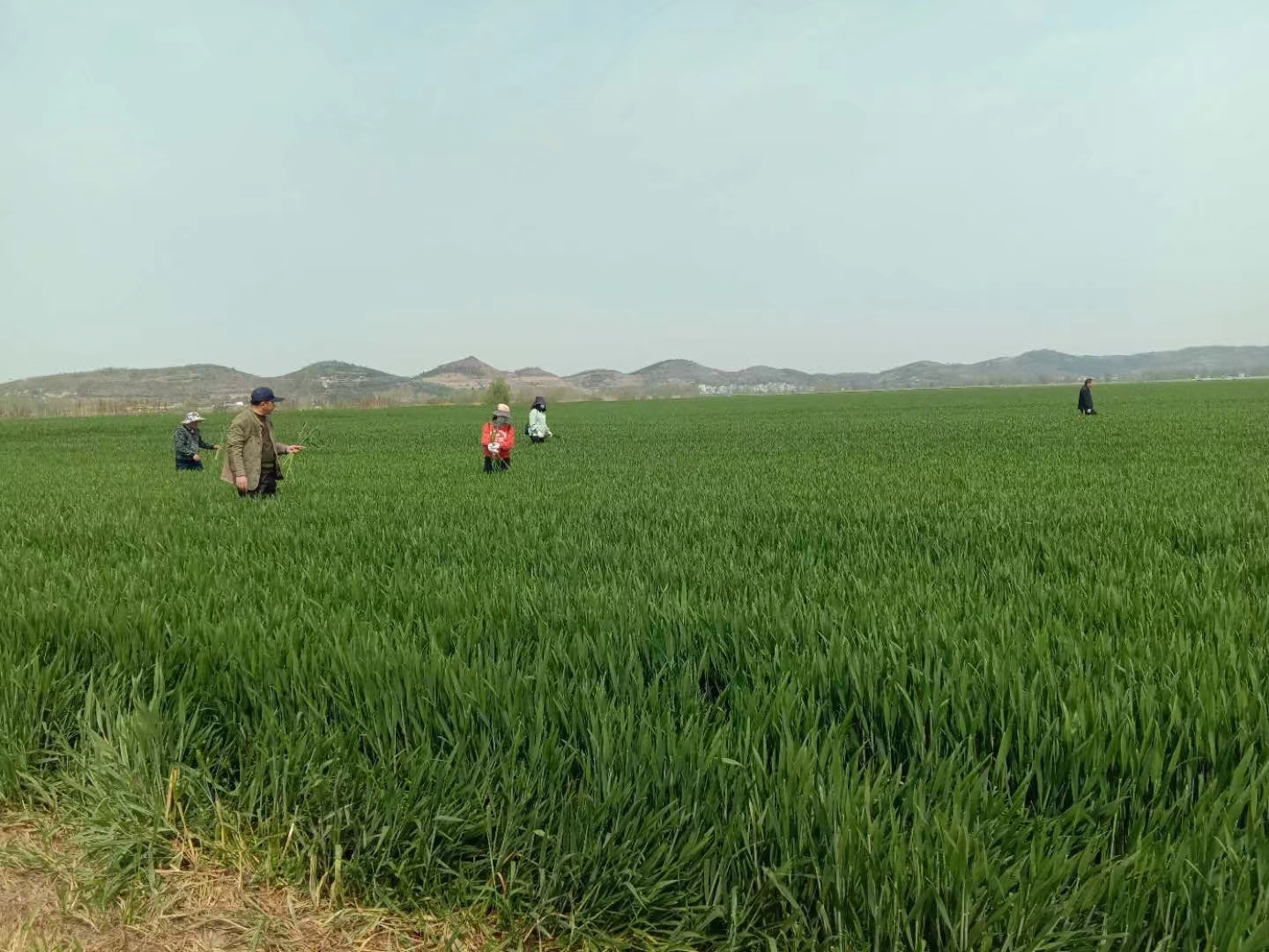 皖墾種業(yè)毛集分公司多措并舉，狠抓小麥良繁田管理