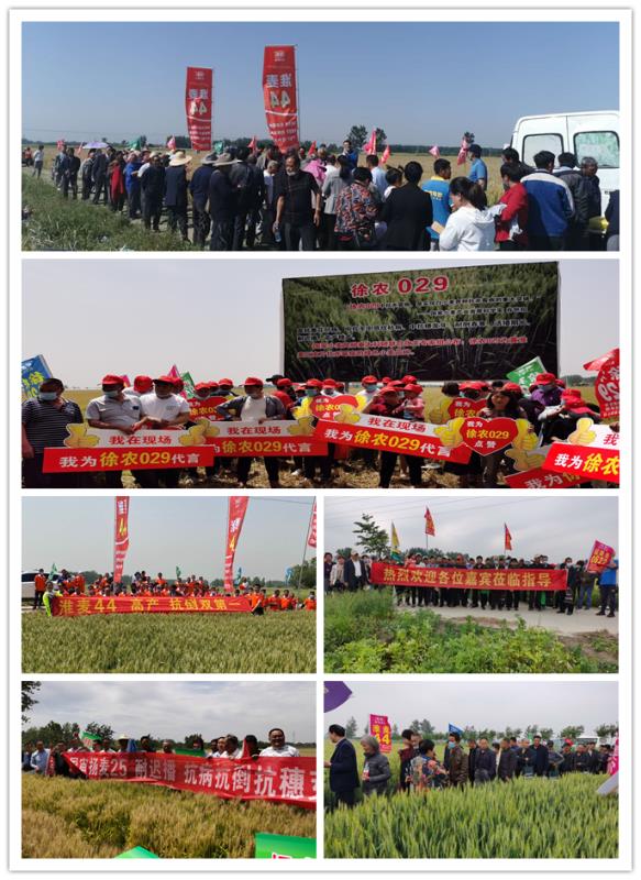 皖墾種業(yè)啟動(dòng)2020年小麥種子營(yíng)銷(xiāo)工作