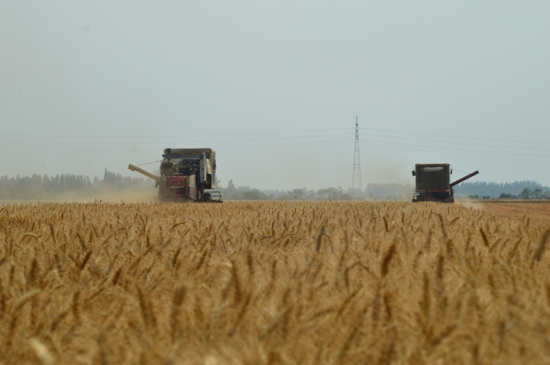 天長(zhǎng)分公司正式打響午收戰(zhàn)役