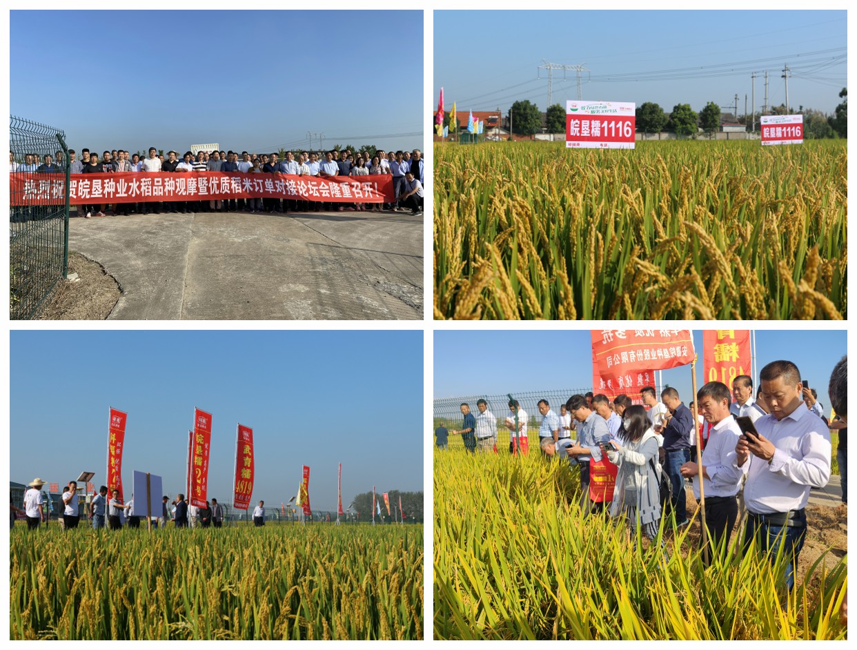 皖墾種業(yè)召開(kāi)晚粳水稻新品種觀摩暨優(yōu)質(zhì)水稻訂單論壇會(huì)