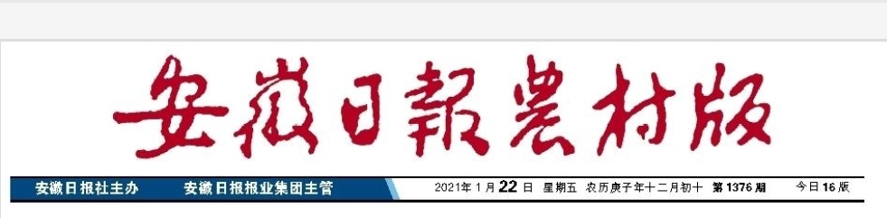 品質(zhì)過硬！皖墾糯稻品種備受青睞