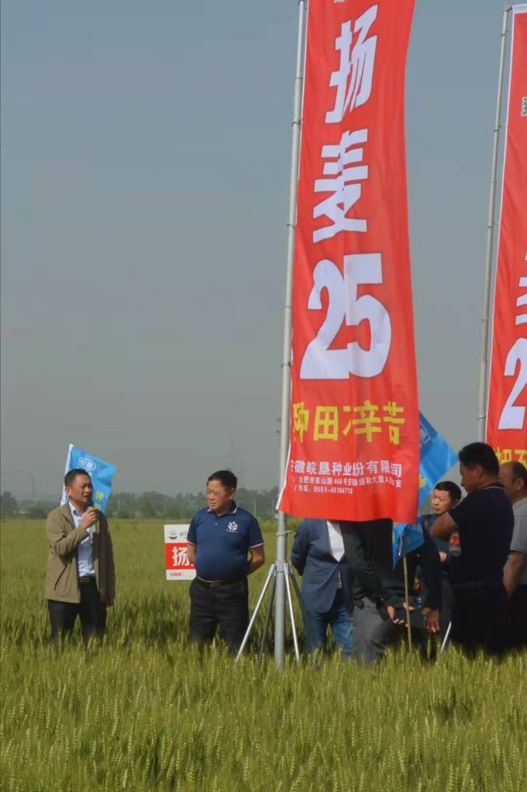 皖墾種業(yè)在淮南農(nóng)場召開“揚麥25”品種觀摩會