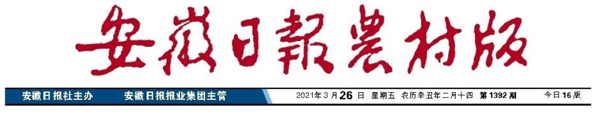 玉米市場看好，如何選購品種？