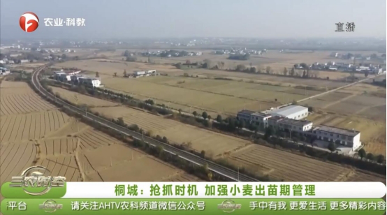 安徽衛(wèi)視農(nóng)業(yè)·科教頻道報(bào)道安徽農(nóng)墾集團(tuán)（桐城）農(nóng)業(yè)投資有限公司