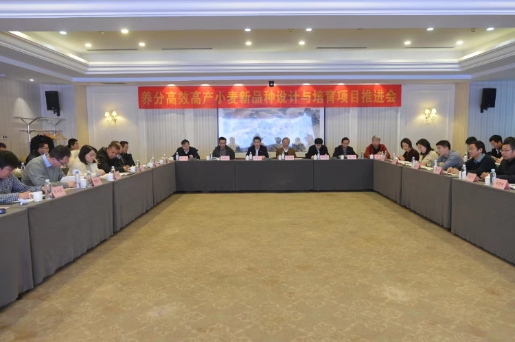 農(nóng)墾集團黨委副書記、總經(jīng)理張其廣出席皖墾種業(yè)小麥生物育種重大項目啟動會