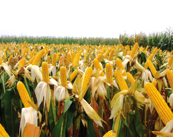 玉米